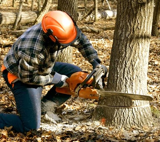 Tree Removal in Fountain Run, KY